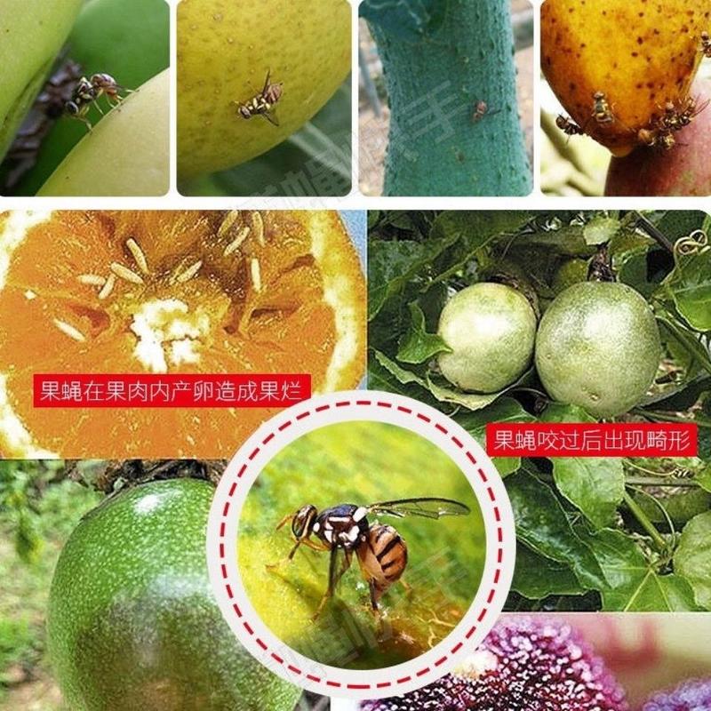 金蜂果实蝇杀虫剂丝瓜苦瓜芭乐火龙果柑橘果树果实蝇专用农药