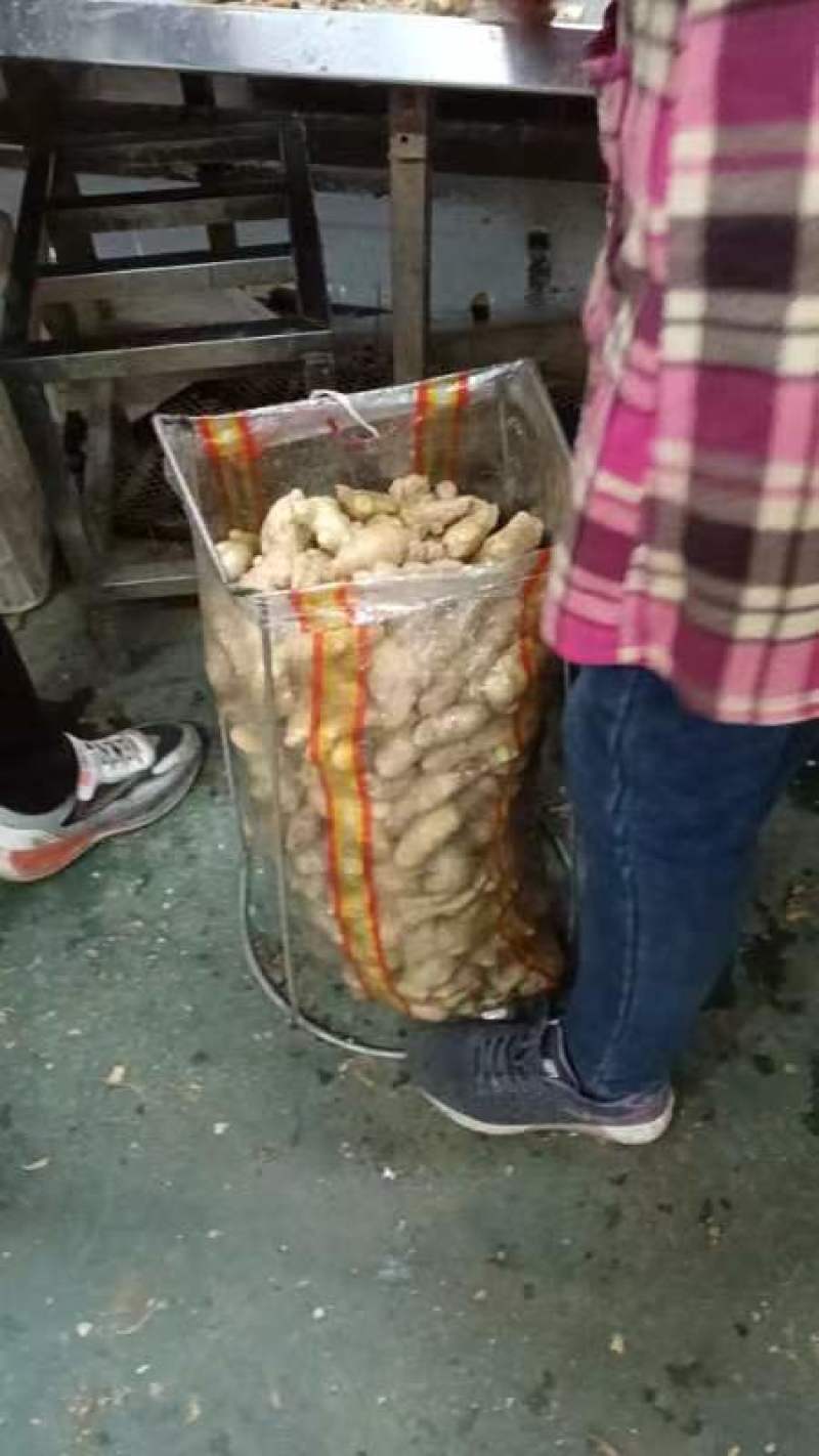 山东大黄姜基地供应。一手货源产地直销。提供技术全程指导。