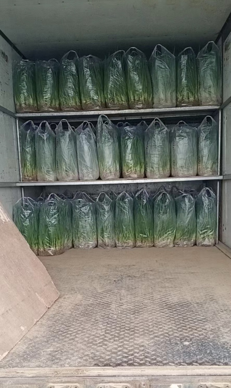 河北四季小葱，产地一手货源，品质保证，支持视频看货