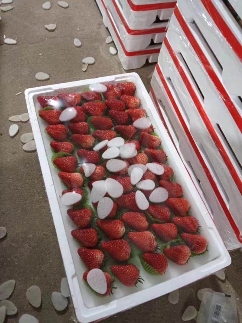 红颜九九草莓大量有货，河北秦皇岛产地直发，量大从优