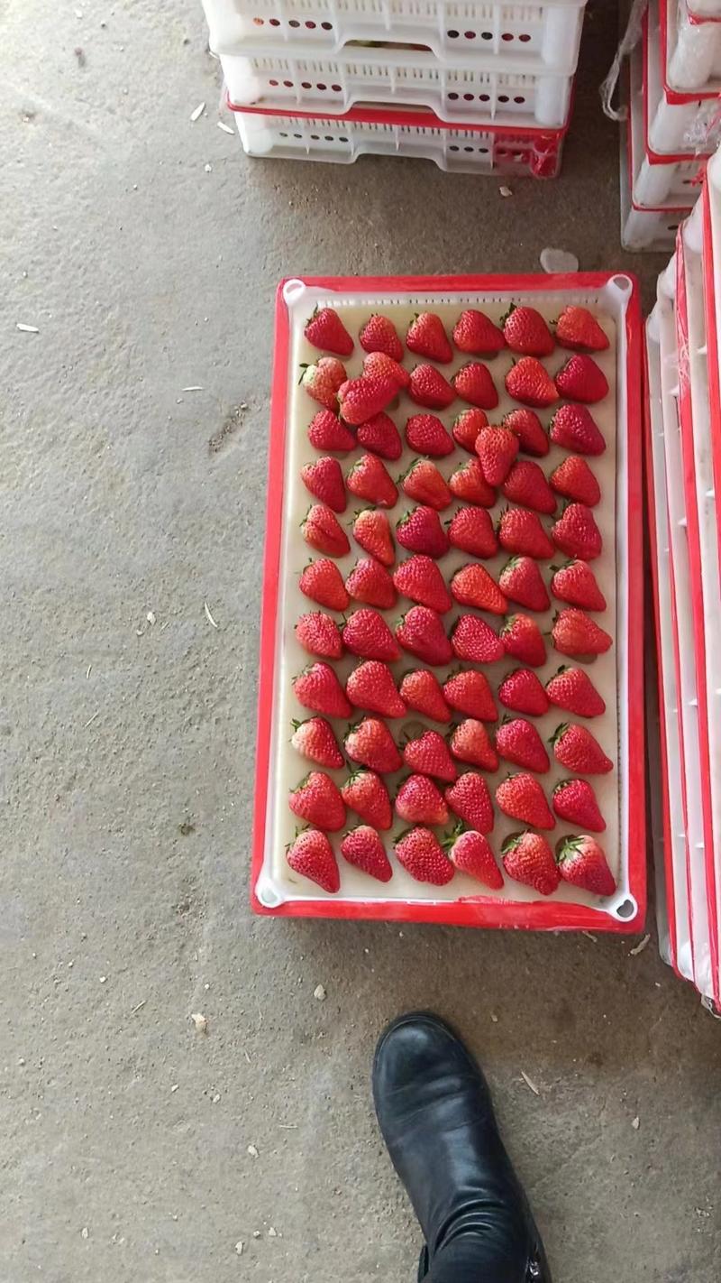 红颜九九草莓大量有货，河北秦皇岛产地直发，量大从优