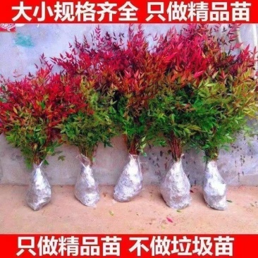 南天竹苗红天竹盆栽树苗火焰红叶植物观叶庭院耐寒绿化苗木