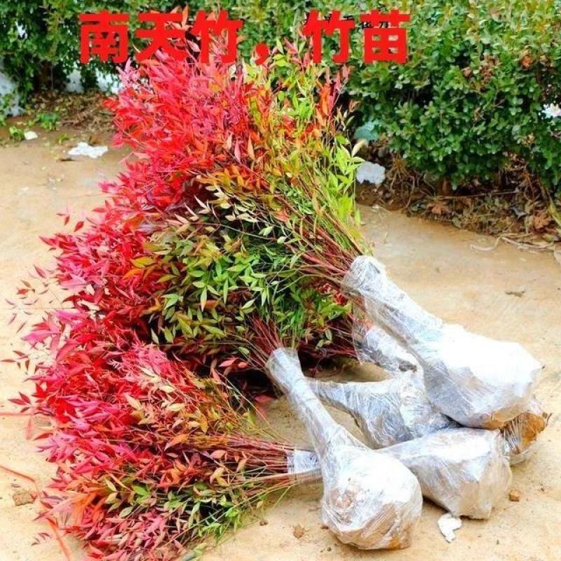 南天竹苗红天竹盆栽树苗火焰红叶植物观叶庭院耐寒绿化苗木