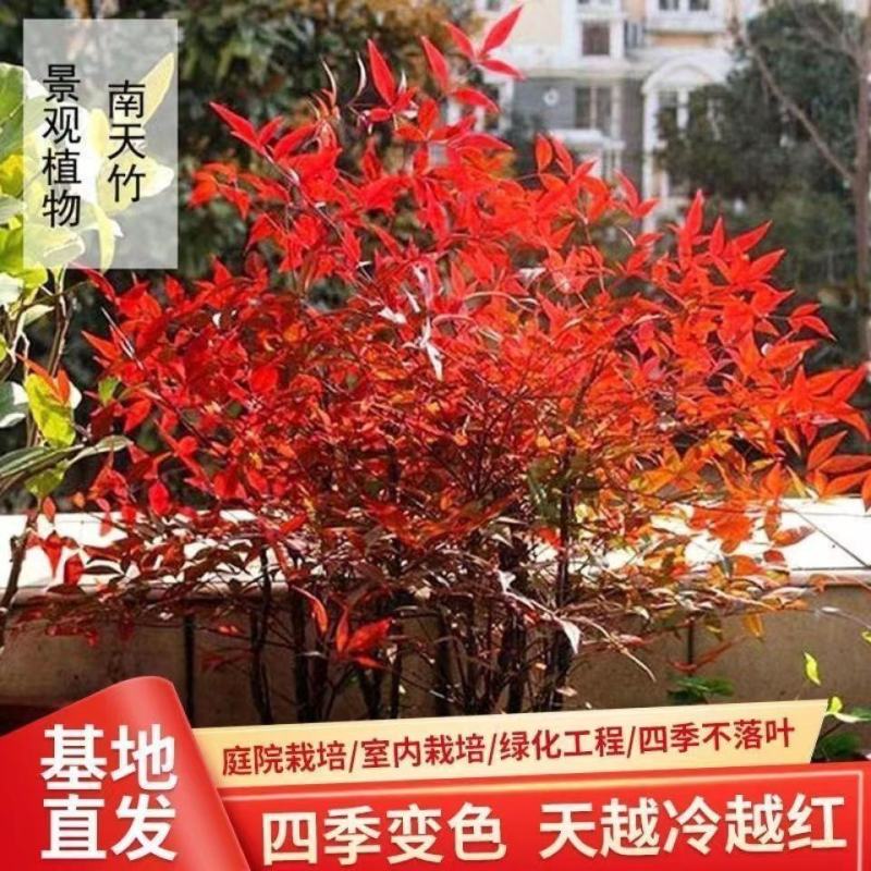 南天竹苗红天竹盆栽树苗火焰红叶植物观叶庭院耐寒绿化苗木