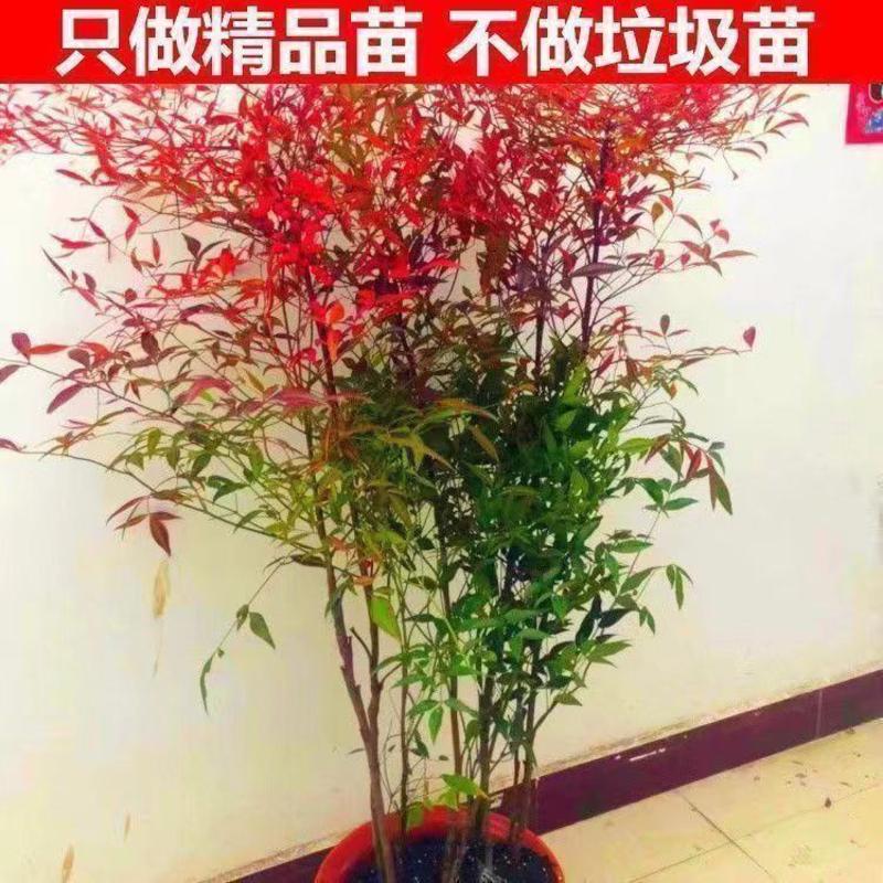 南天竹苗红天竹盆栽树苗火焰红叶植物观叶庭院耐寒绿化苗木