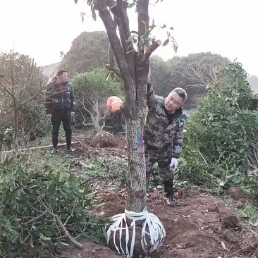 15公分往上占地桂花树
