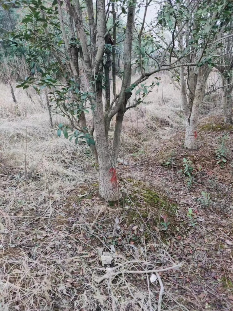 15公分往上占地桂花树
