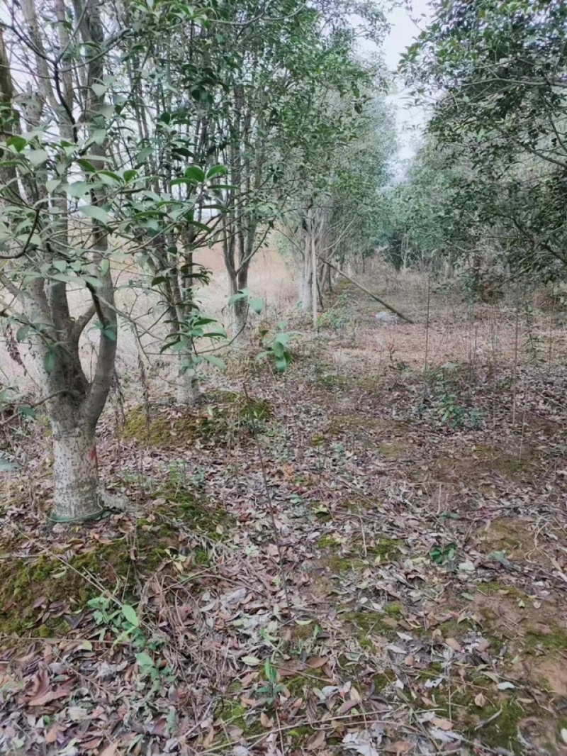 15公分往上占地桂花树