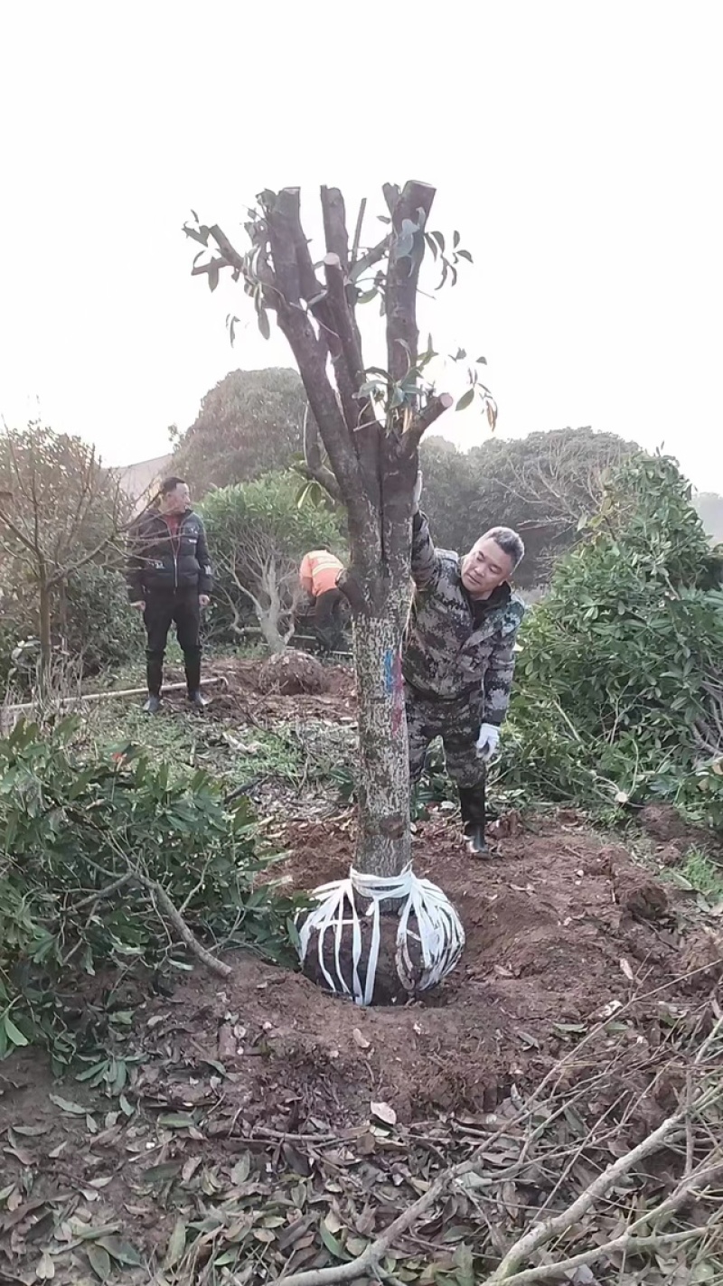 15公分往上占地桂花树