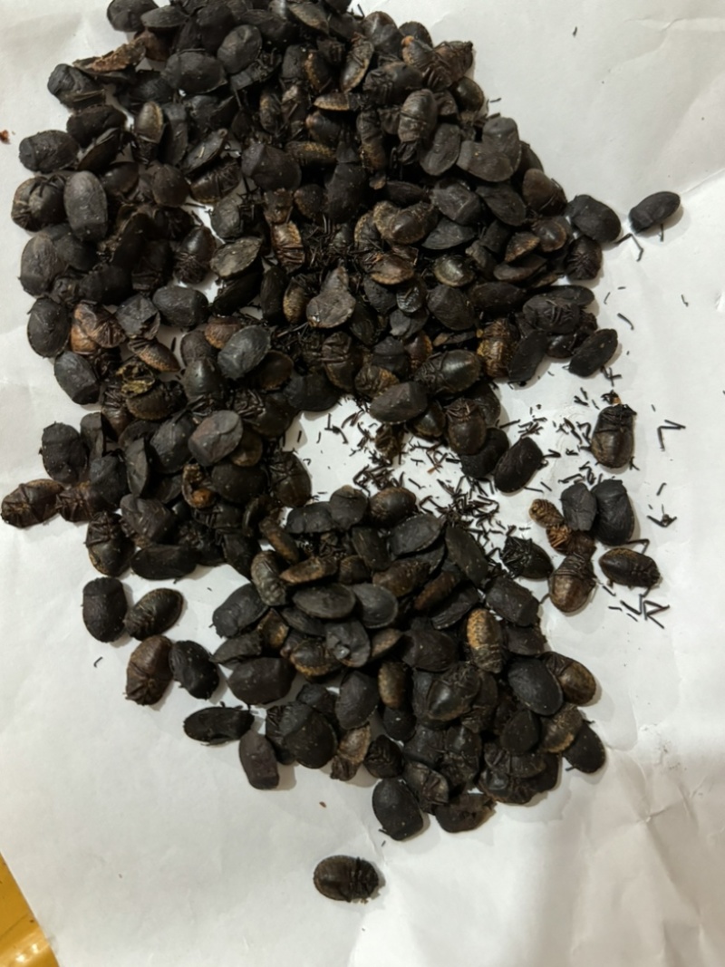 九香虫小九香虫打屁虫大九香虫无油小九香虫