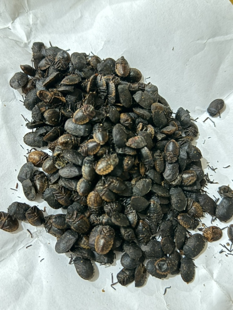九香虫小九香虫打屁虫大九香虫无油小九香虫