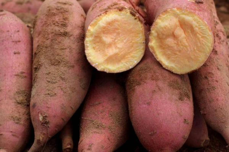 精品西瓜红红薯产地直发供应电商超市市场