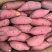 【实力推荐】广东西瓜红红薯龙薯9基地大量有货一手货源全国发货