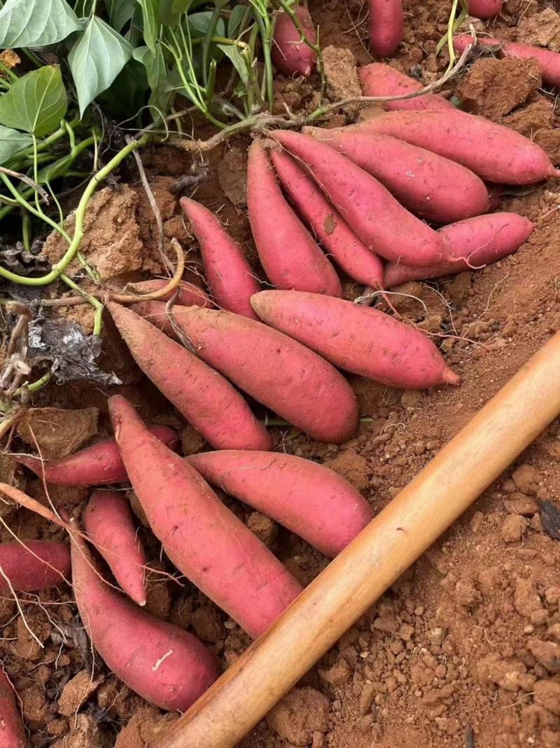 广东湛江西瓜红红薯基地大量有货一手货源全国发货