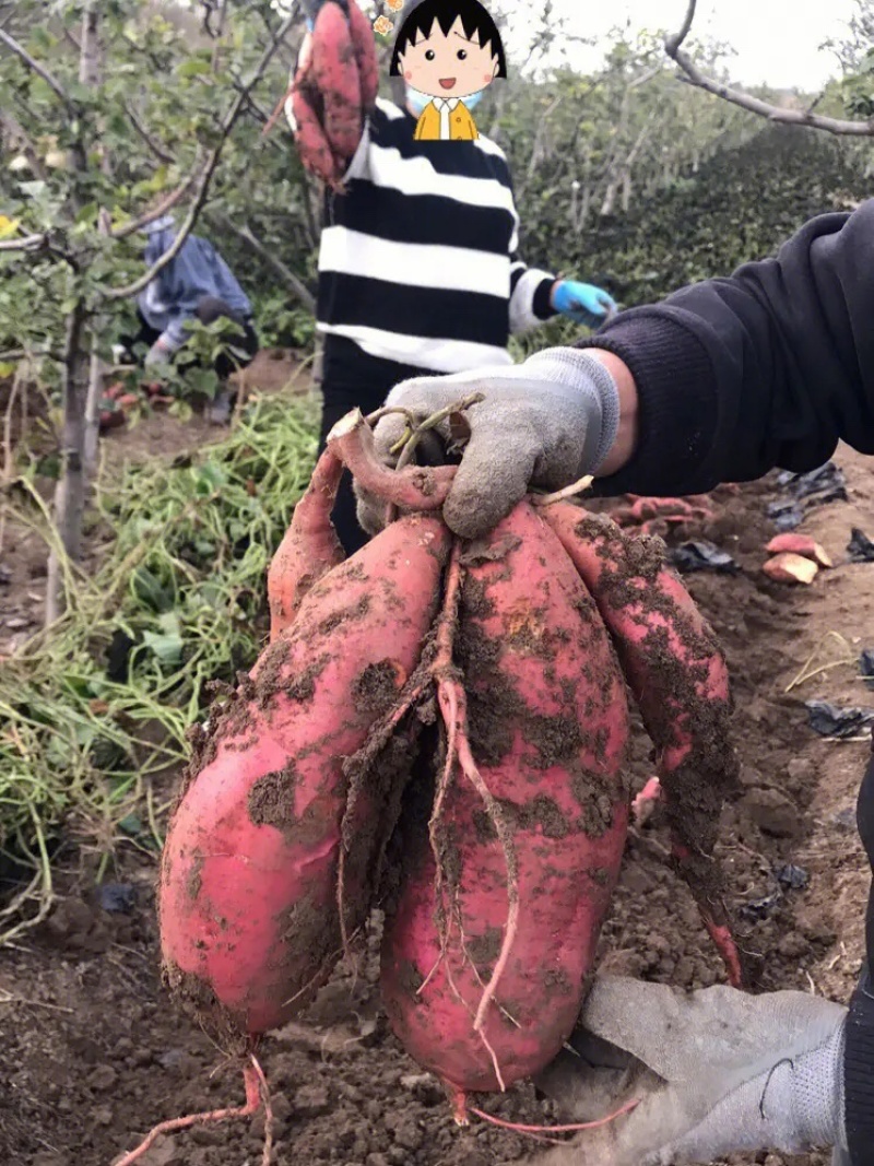 【实力推荐】广东西瓜红红薯龙薯9基地大量有货一手货源全国发货