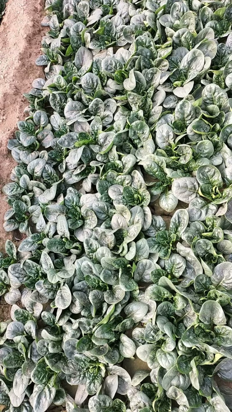 精品大棚趴地菠菜，品质保证