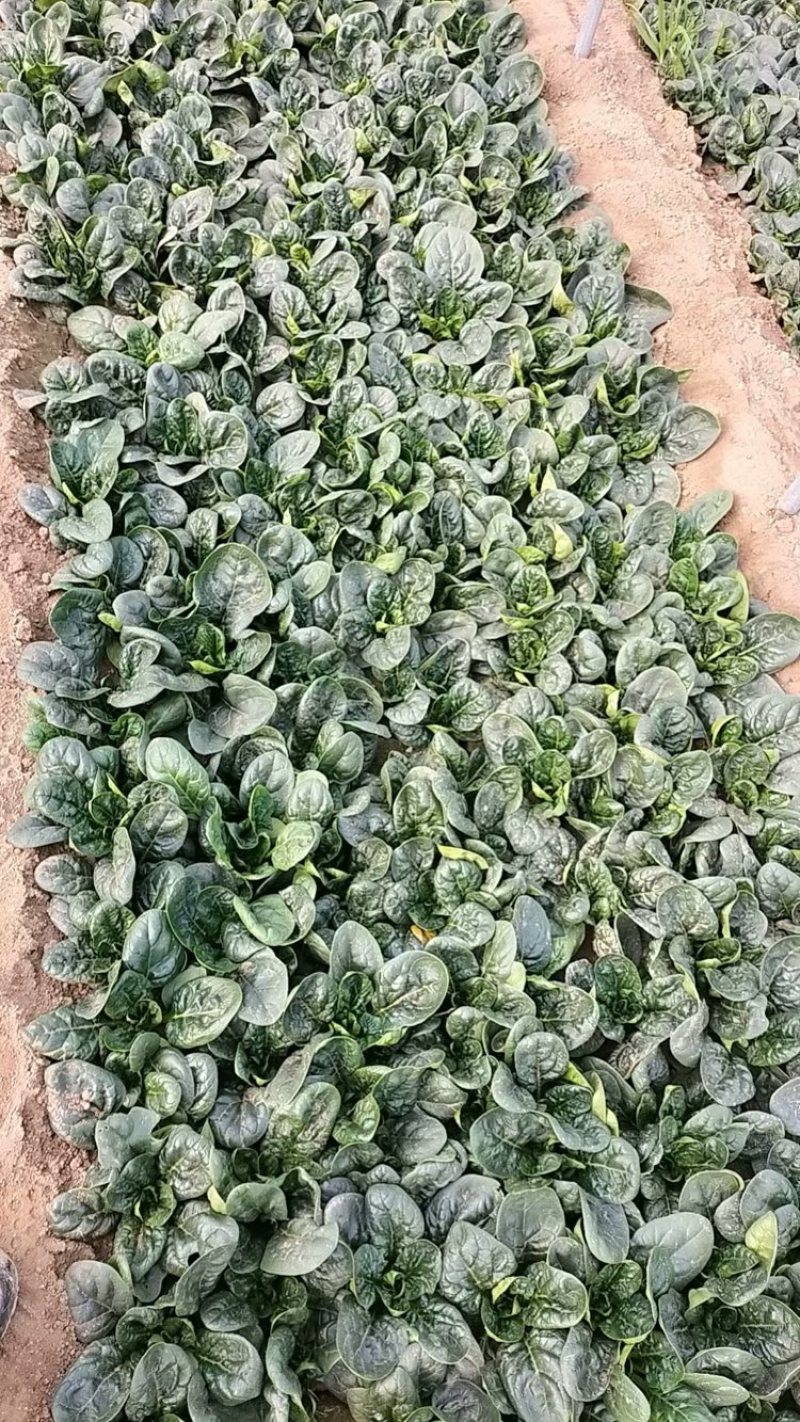 精品大棚趴地菠菜，品质保证