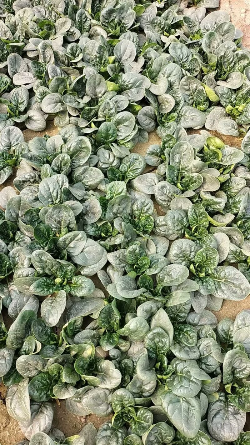 精品大棚趴地菠菜，品质保证