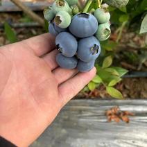 精品蓝莓，山东莒县精品蓝莓，基地种植，全国直销