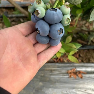 精品蓝莓，山东莒县精品蓝莓，基地种植，全国直销