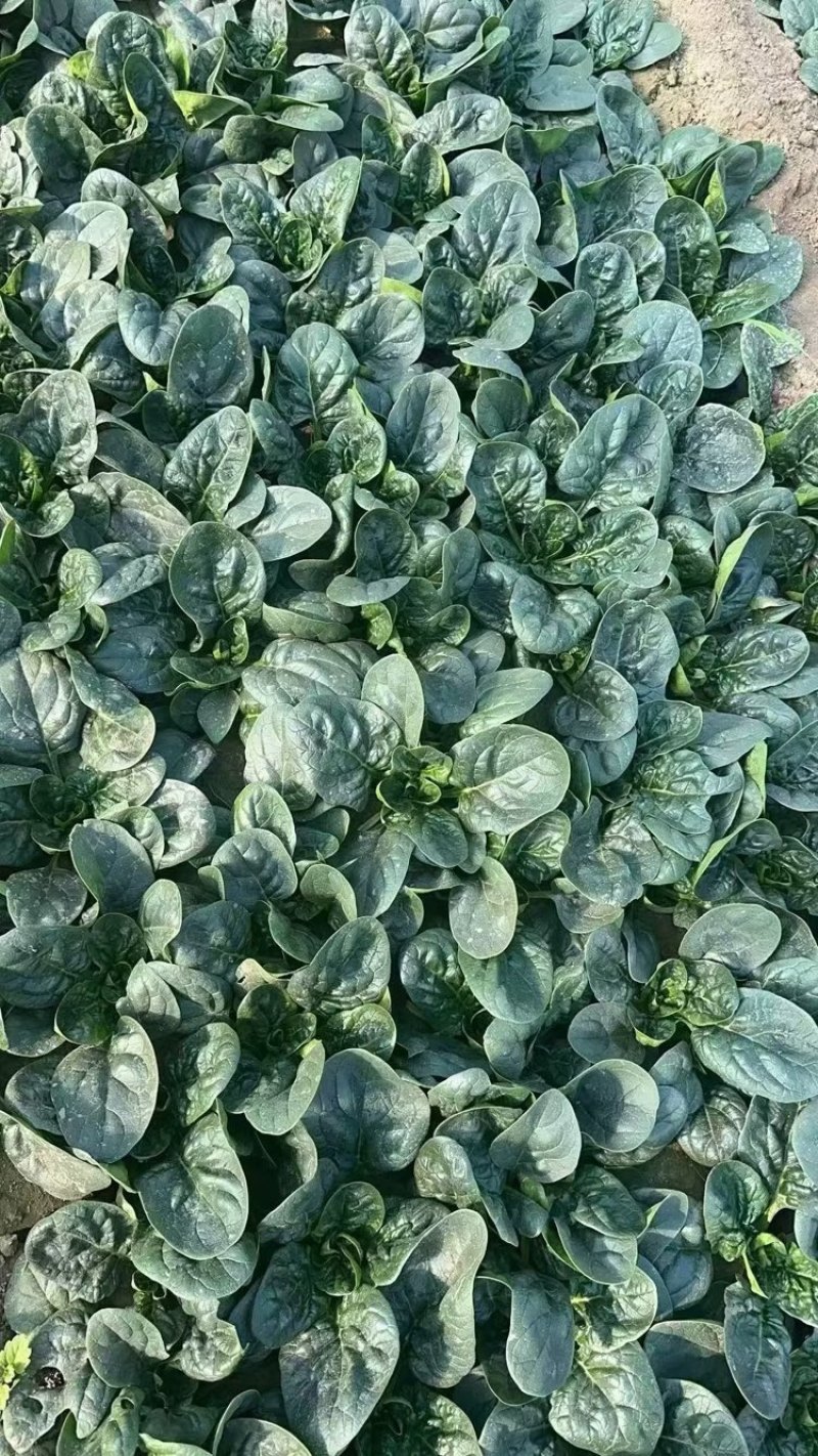 大棚菠菜，趴地菠菜俗称（黑木耳）品质好营养高价格合适