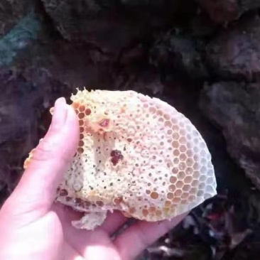 海南省白沙县正宗土蜂蜜