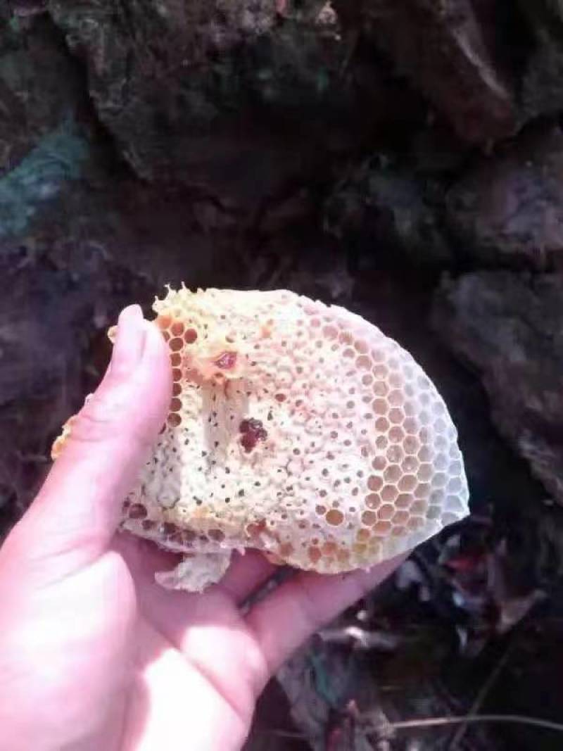 海南省白沙县正宗土蜂蜜