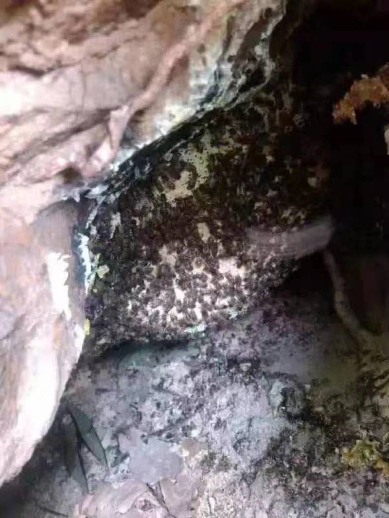 海南省白沙县正宗土蜂蜜