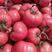 西红柿，硬粉西红柿对接电商平台，全国各大市场。一手货源