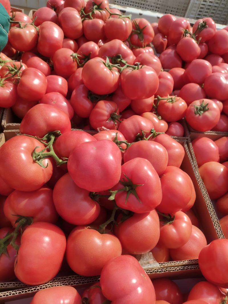 西红柿，硬粉西红柿对接电商平台，全国各大市场。一手货源