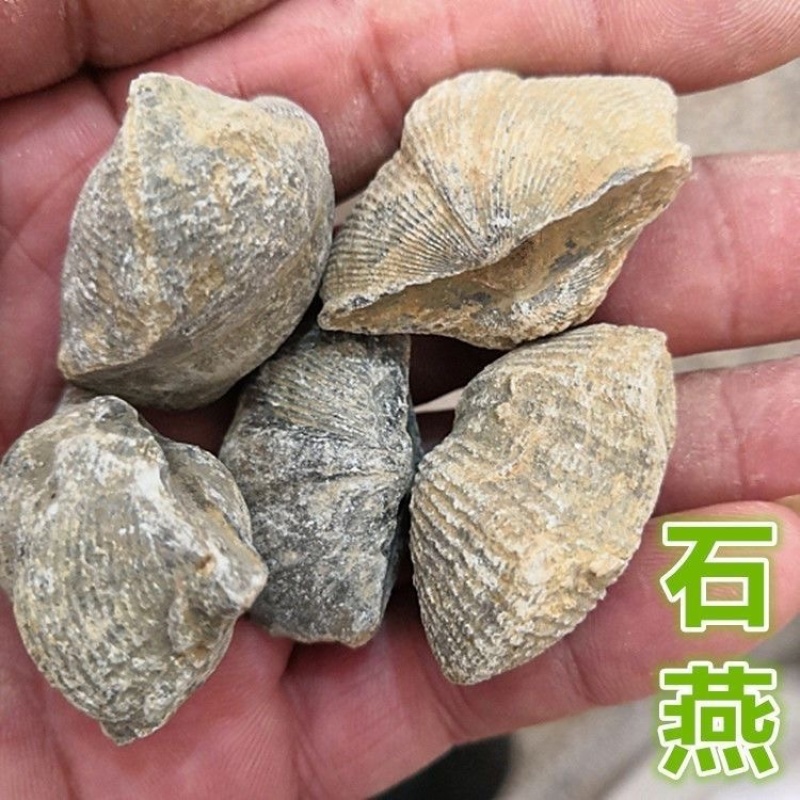 石燕中药石燕燕子石保庆药业批发