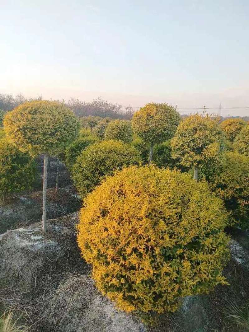 【金冠女贞棒棒糖】一手货源基地批发规格齐全大量供应