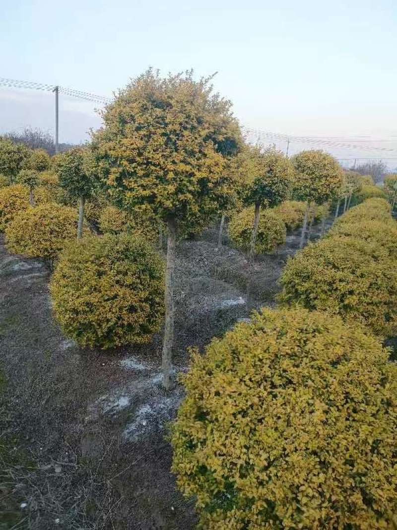 【金冠女贞棒棒糖】一手货源基地批发规格齐全大量供应