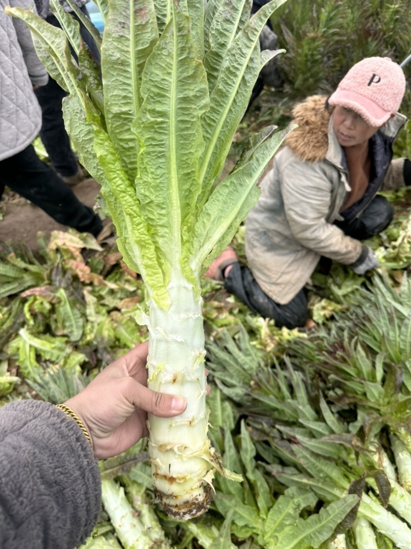 安徽宿州，精品红叶香莴笋，产地直发，全国大量供应。