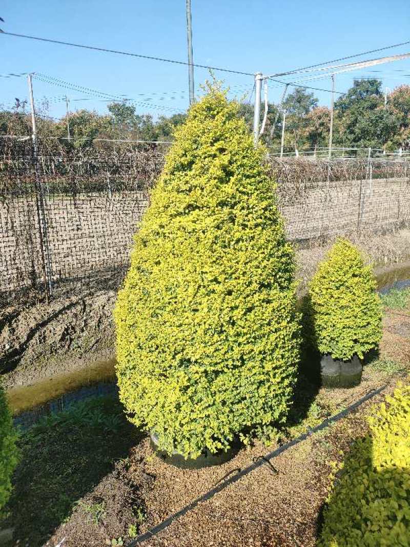 亮晶女贞锥形高度1.2m、1.5m，基地批发常年供应