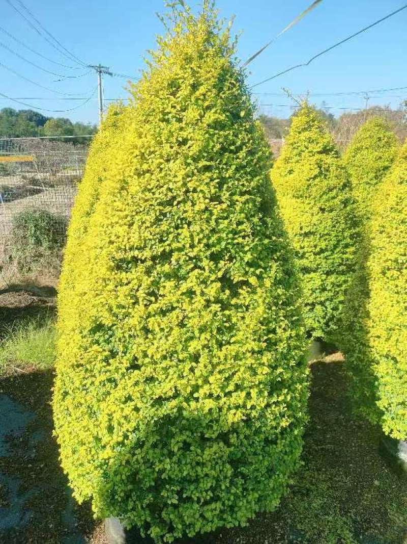 亮晶女贞锥形高度1.2m、1.5m，基地批发常年供应