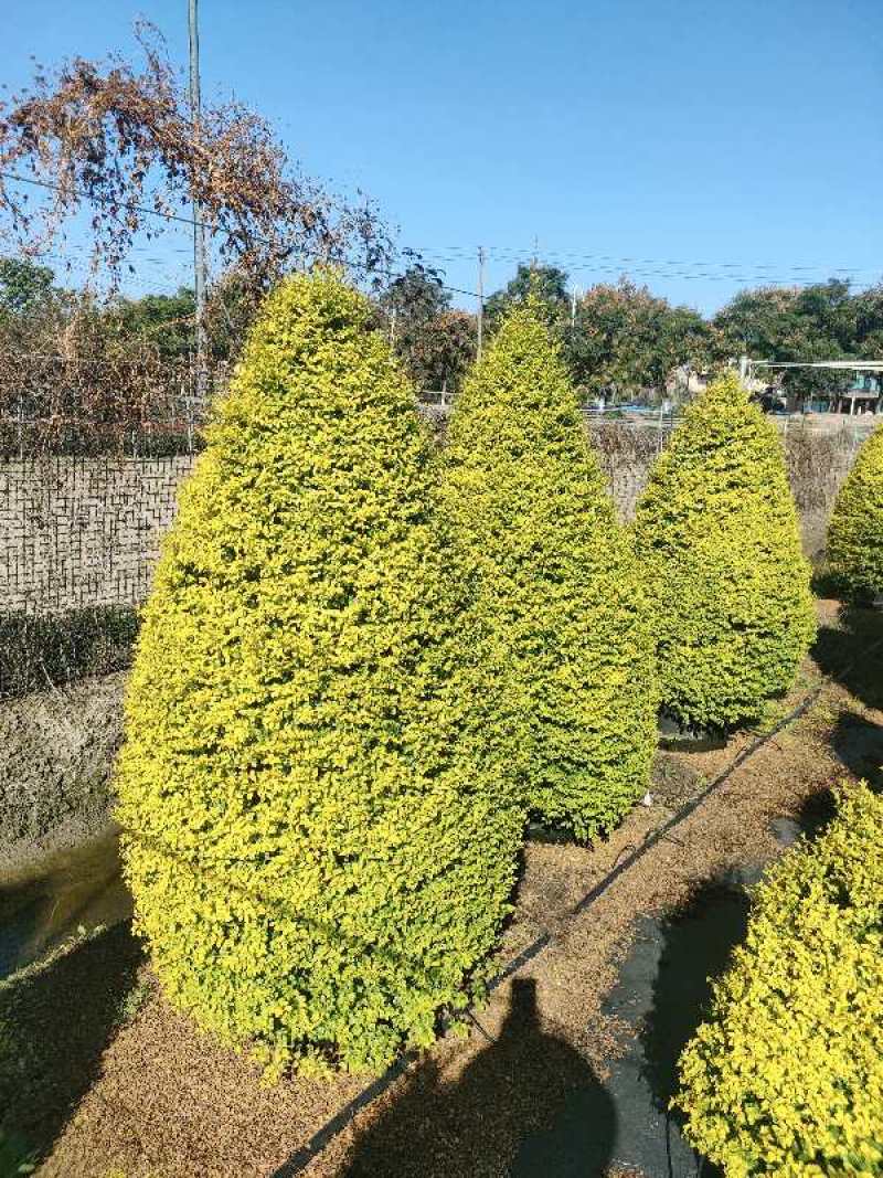亮晶女贞锥形高度1.2m、1.5m，基地批发常年供应