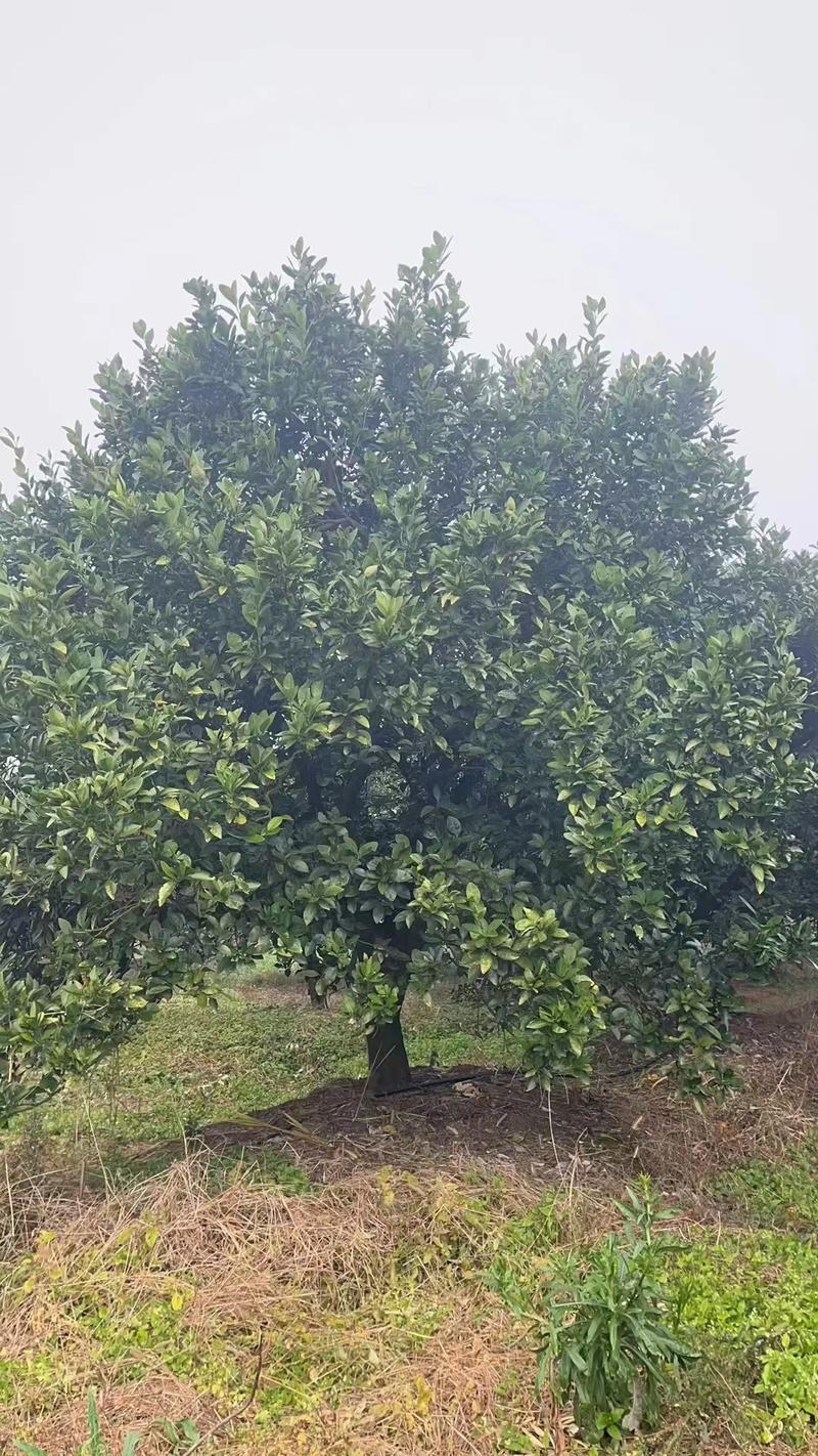 柚子树，丛生柚子树5一30公分大量供应，分枝点低冠幅茂。