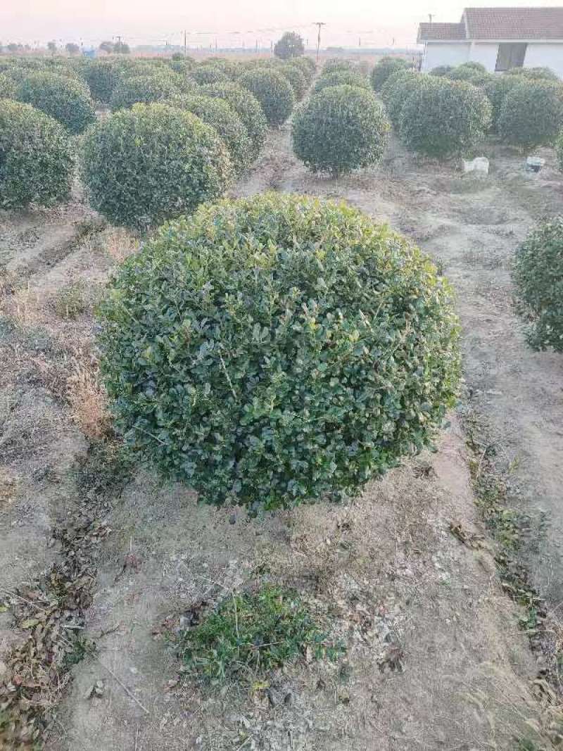【推荐】无刺构骨球冠幅1m8成活率高基地批发大