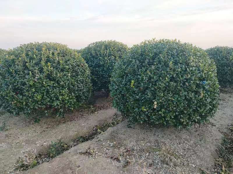 【推荐】无刺构骨球冠幅1m8成活率高基地批发大