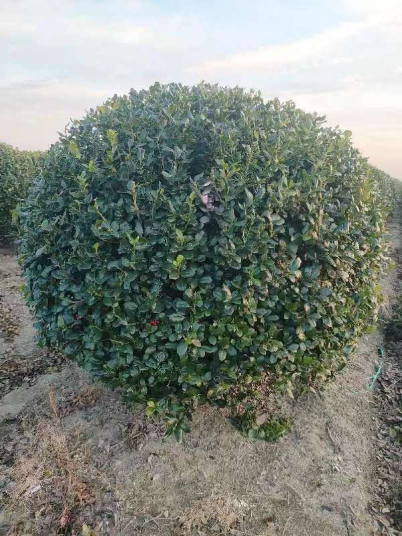 【推荐】无刺构骨球冠幅1m8成活率高基地批发大