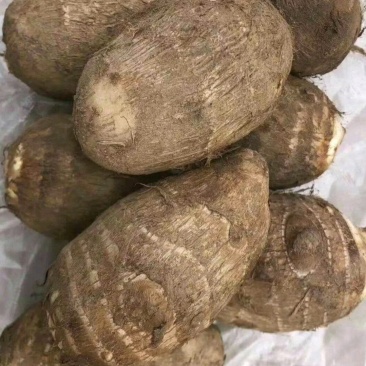 山东芋头8520毛芋头产地发货大球中球规格齐全