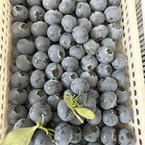 山东莒县精品蓝莓，量大质优，价格，欢迎咨询采购