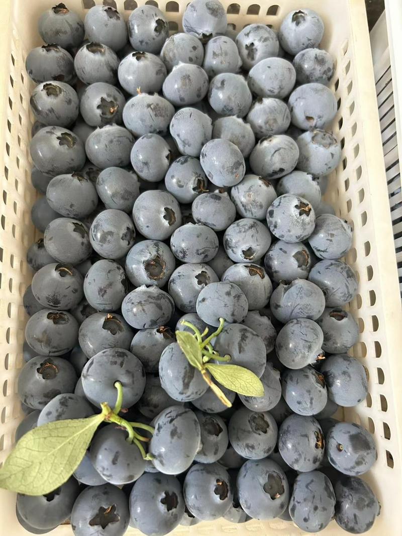 山东莒县精品蓝莓，量大质优，价格优惠，欢迎咨询采购