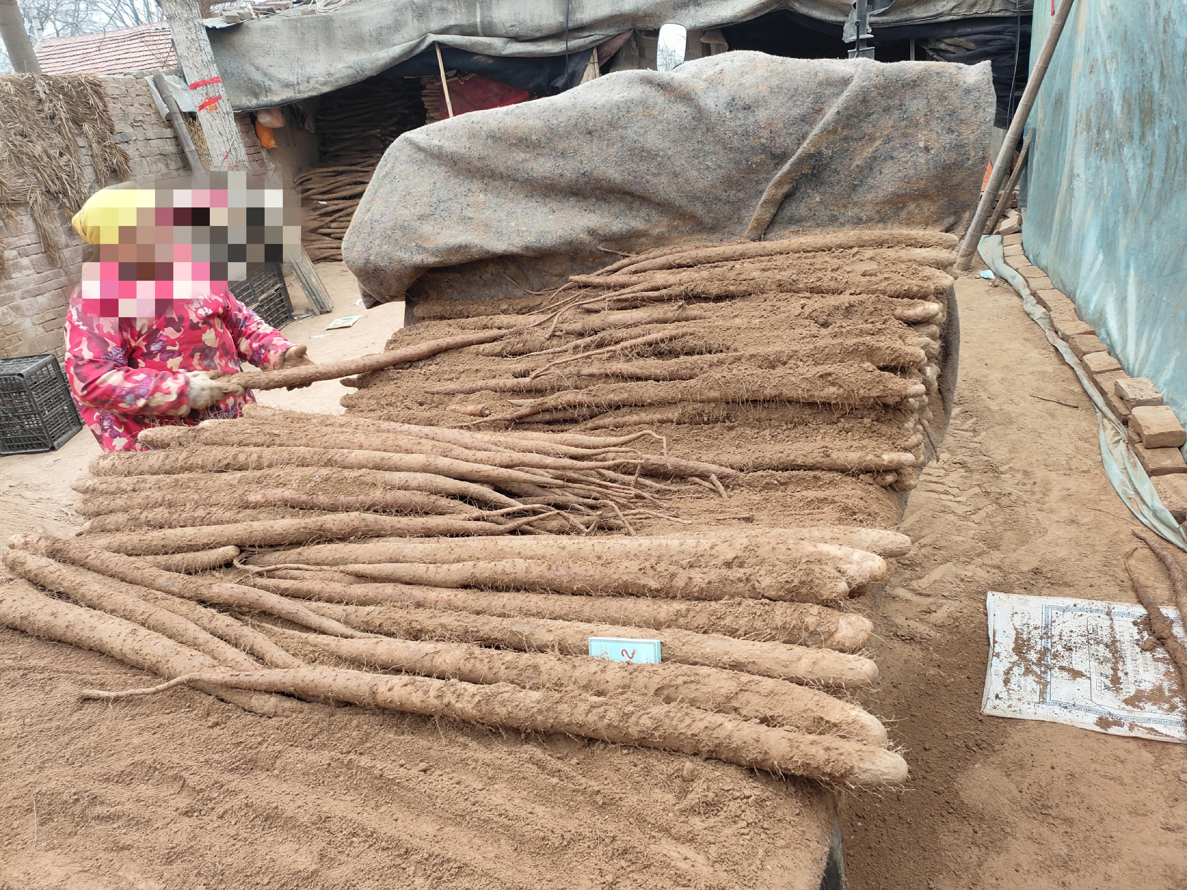 白玉山药采后分级与包装现场,展示工人对山药进行清洗、分级和包装的流程 白玉山药采后分级与包装