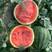 （热）陕西甜王西瓜，无籽西瓜，皮薄瓤红，糖度高，一手货源