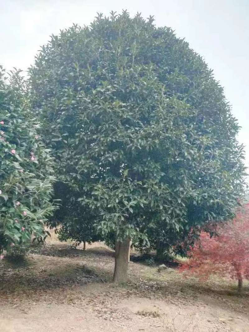 精品丹桂冠幅5m一6m一手货源对接绿化园林庭院种植