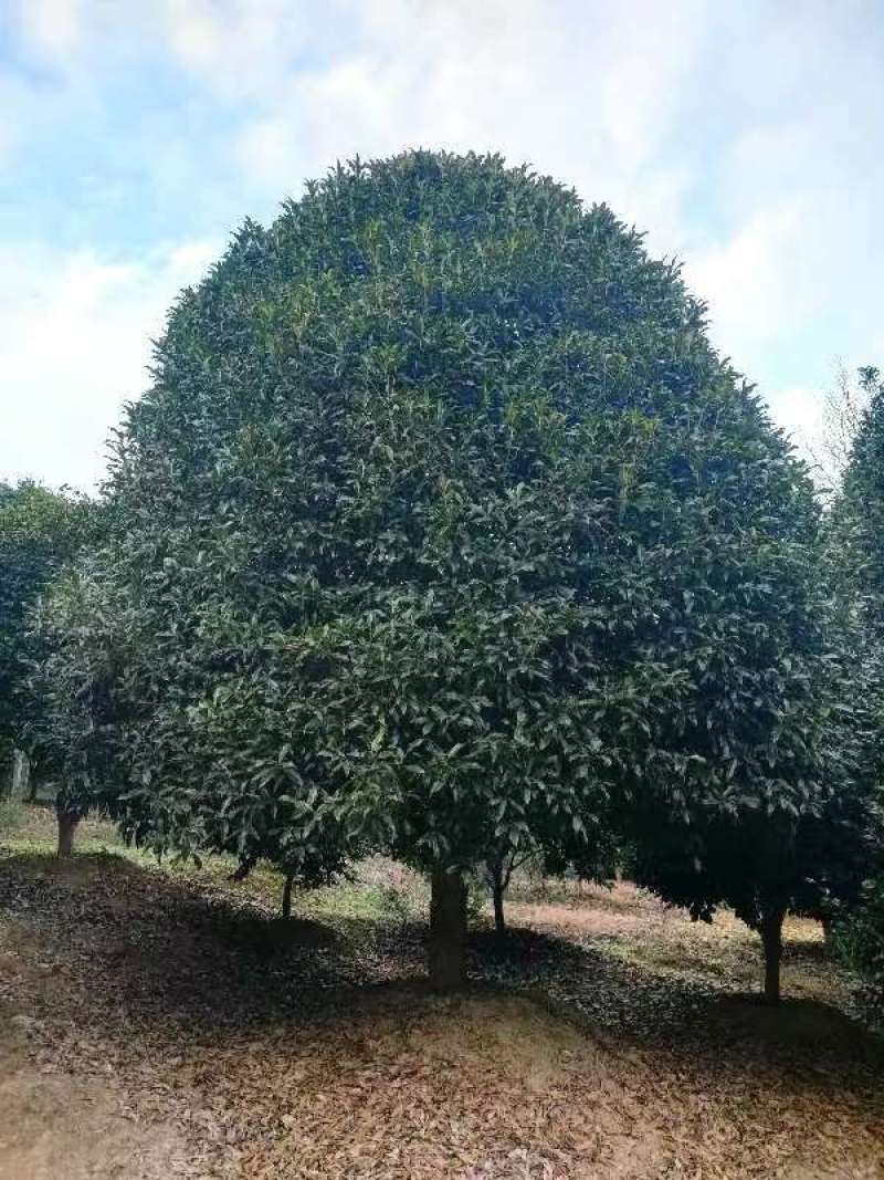 精品丹桂冠幅5m一6m一手货源对接绿化园林庭院种植