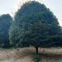 精品丹桂冠幅5m一6m一手货源对接绿化园林庭院种植