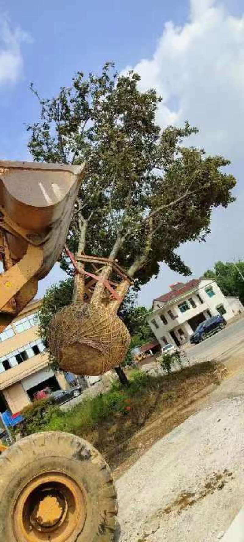 丛生朴树5杆以上胸径共60-70公分品质保证。